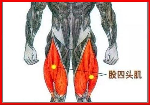 大腿股四头肌紧绷可以用筋膜枪吗？的第1张示图