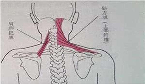 肩胛提肌位置