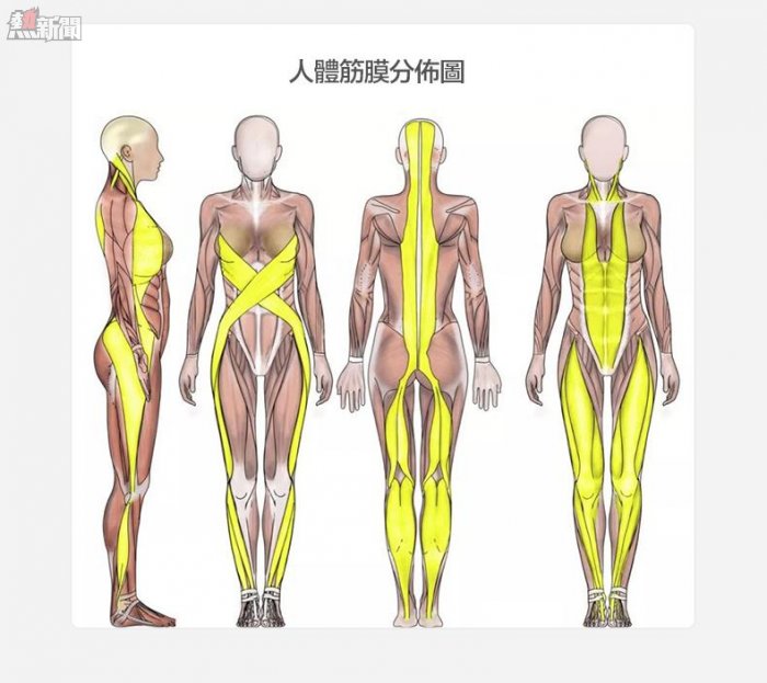 人体筋膜分布图示